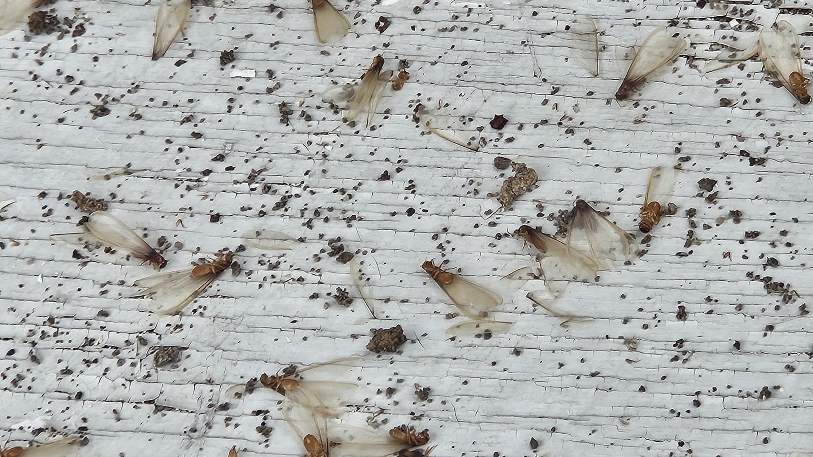 Close-up of winged termites and shed wings on a white wooden surface